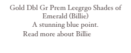 Gold Dbl Gr Prem Leegrgo Shades of Emerald (Billie)
A stunning blue point.
Read more about Billie here